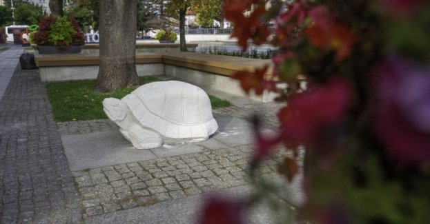 Dwie figurki żółwi wróciły na swoje dawne miejsce na Placu Narutowicza w Bełchatowie. Ich powrót nastąpił po zakończeniu przebudowy placu.